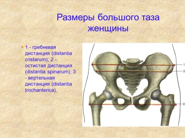 Размеры женского таза