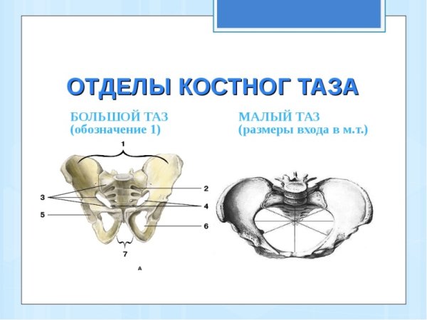 Пограничная линия таза анатомия