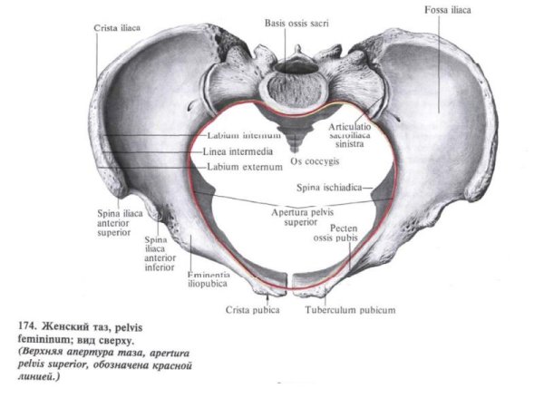 Верхняя Апертура малого таза