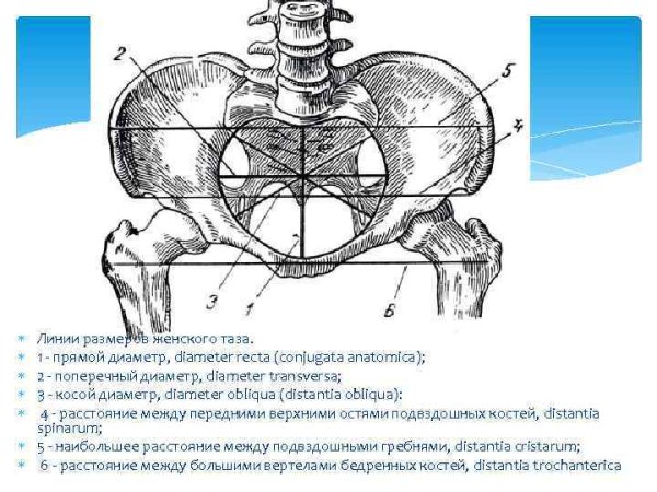 Акушерские Размеры таза