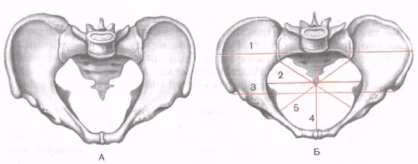 Большой таз и малый таз анатомия