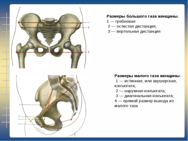 Конъюгаты таза анатомия