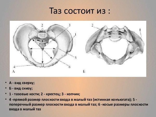 Таз строение таза Акушерство