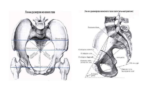 Строение таза сбоку