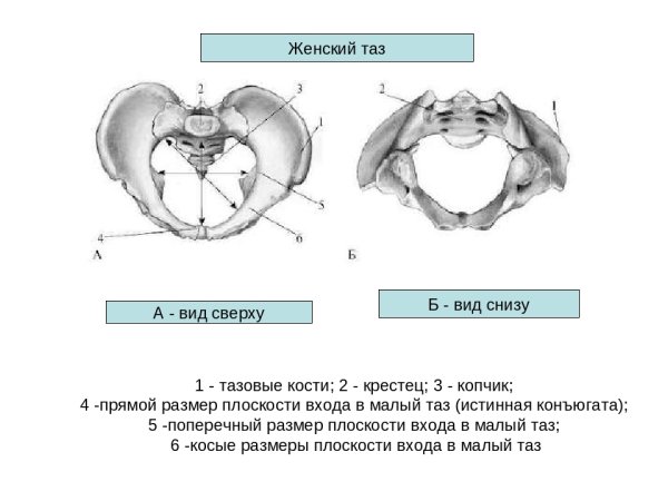 Женский таз вид сверху и снизу