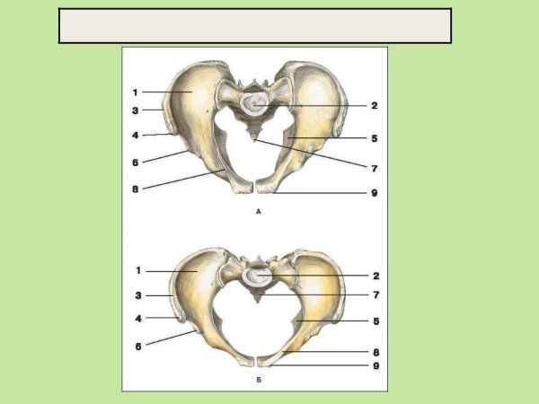 Анатомия малый таз кости