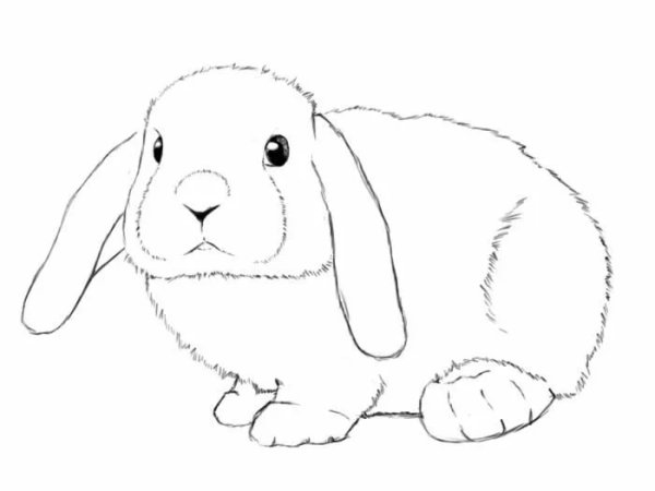 Вислоухий кролик раскраска