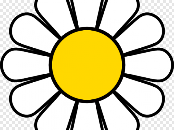 Ромашка с разноцветными лепестками