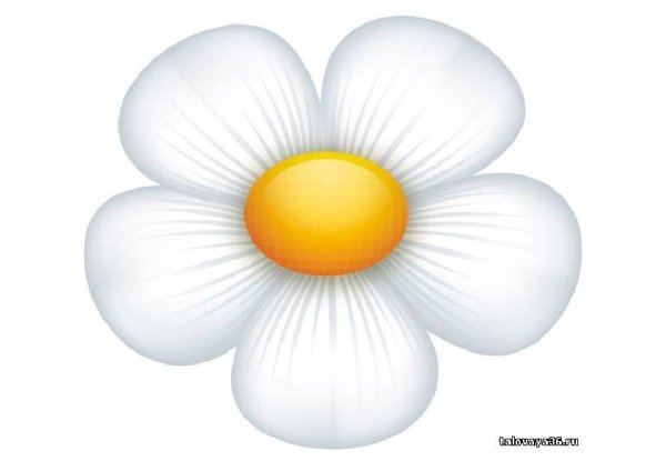 Лепесток ромашки