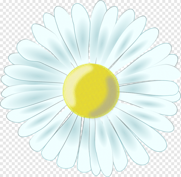 Раскраска цветок Ромашка