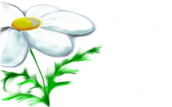 Ромашка с большими лепестками