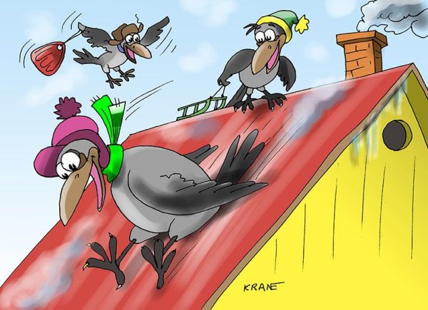 Ворона юмор