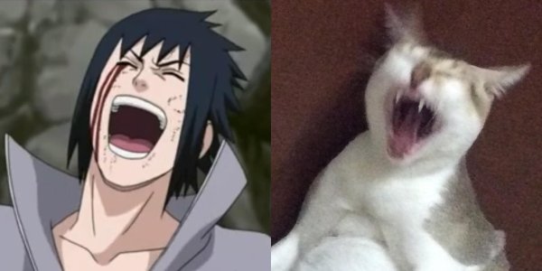 Саске кошка кадры