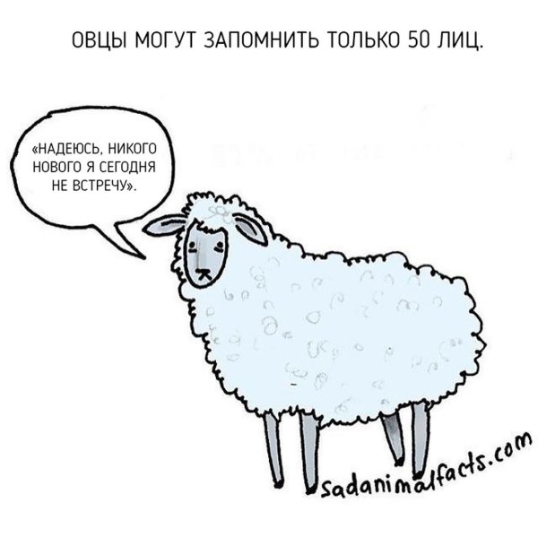 Веселые факты о животных