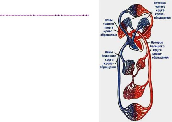 Артерии большого круга кровообращения схема