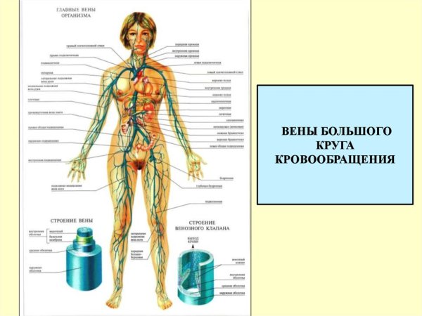 Строение сердечно сосудистой системы