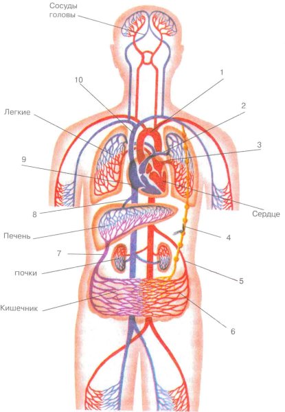 Схема вен большого круга кровообращения человека
