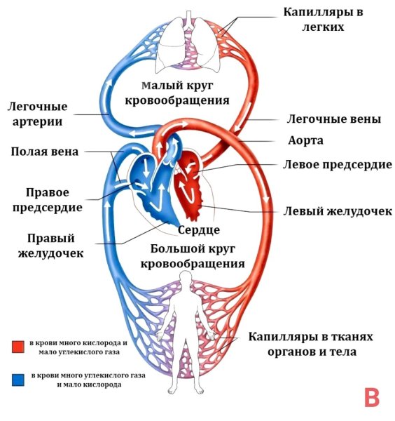 Круги кровообращения человека анатомия