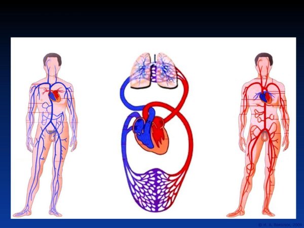 Артерии большого круга кровообращения схема