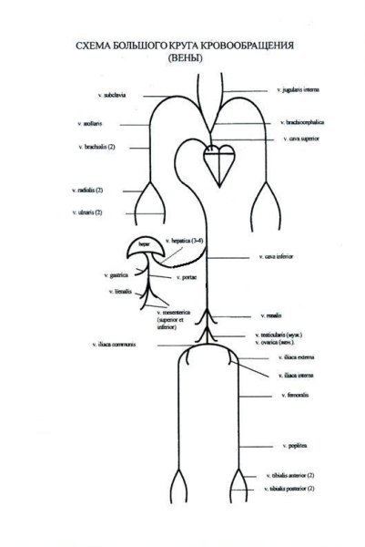 Большой и малый круг кровообращения схема