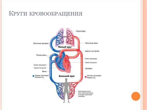 Кровеносная система человека схема анатомия