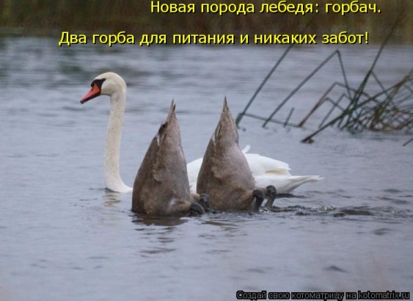 Лебедь и Лебедушка прикол