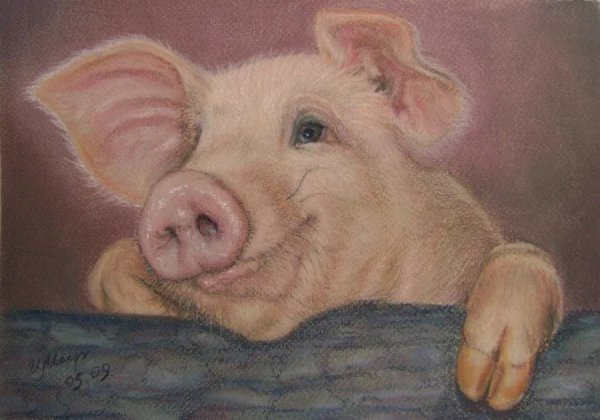 Картина свинья