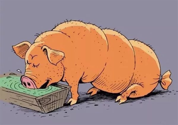 Свинья карикатура