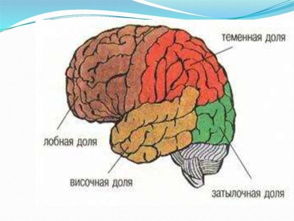 Большие полушария головного мозга доли