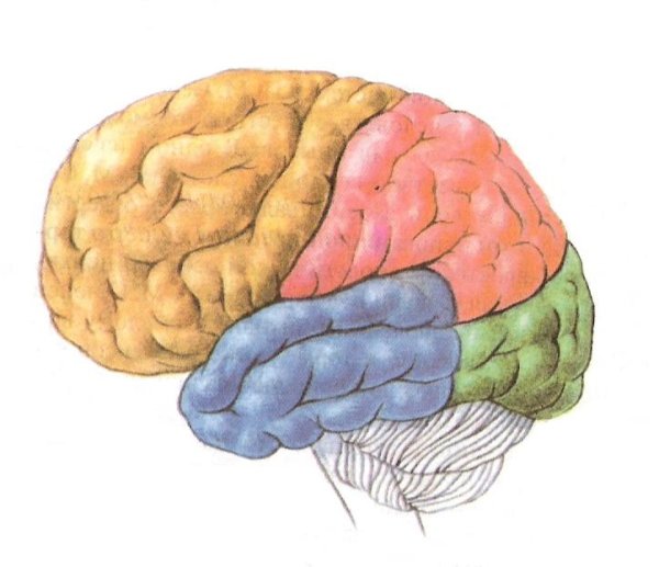Лобная доля мозга человечек