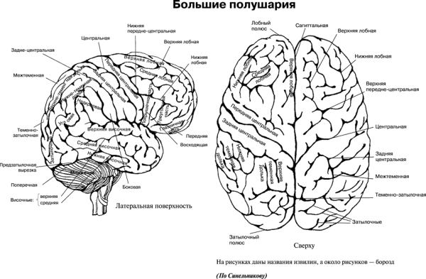 Строение головного мозга доли коры