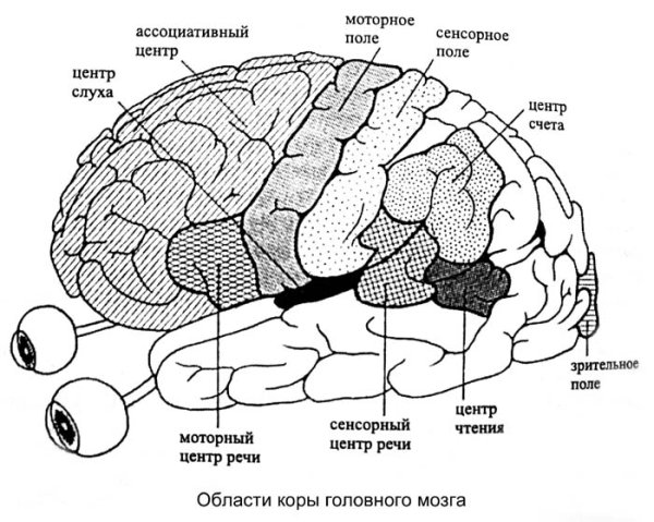Основные зоны коры больших полушарий головного мозга рисунок