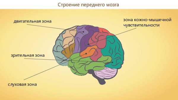 Борозды и извилины головного мозга