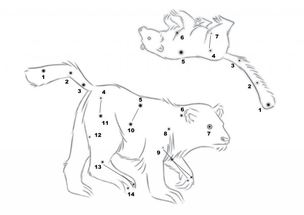 Созвездие малой медведицы по точкам
