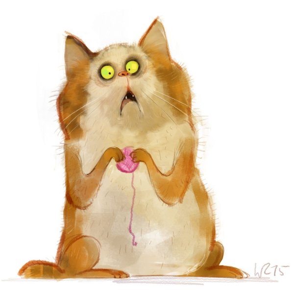 Смешной кот