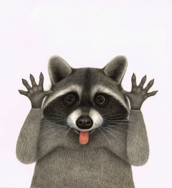 Енот рисунок