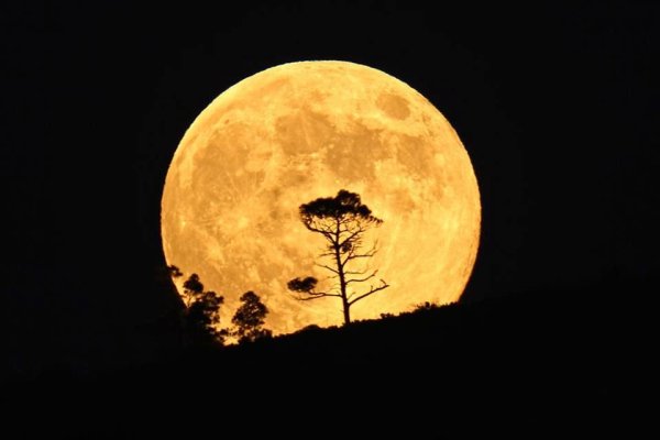 Луна желтая большая