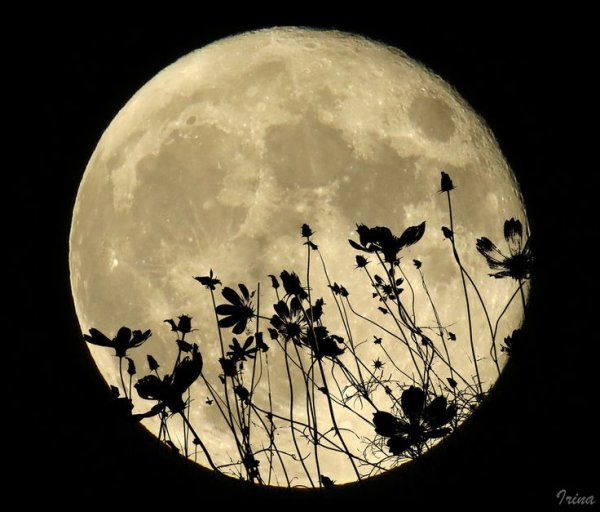 Растения на фоне Луны