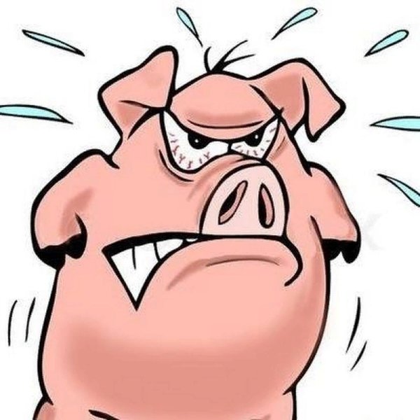 Смешные поросята