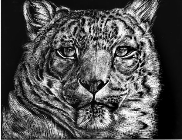 Рисунок черно белый животные