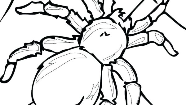 Раскраска насекомые паук