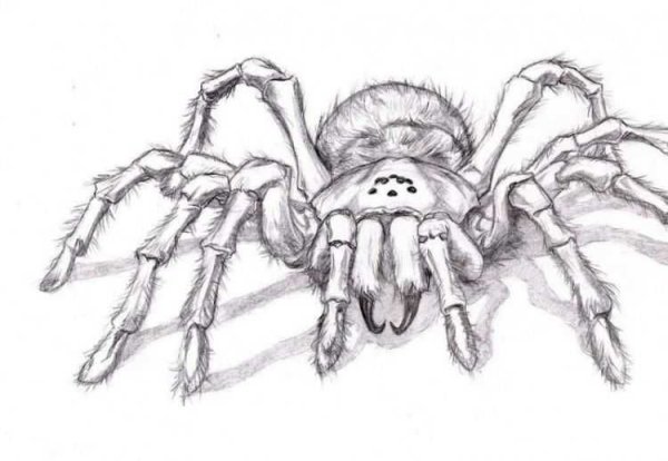 Паук птицеед рисунок