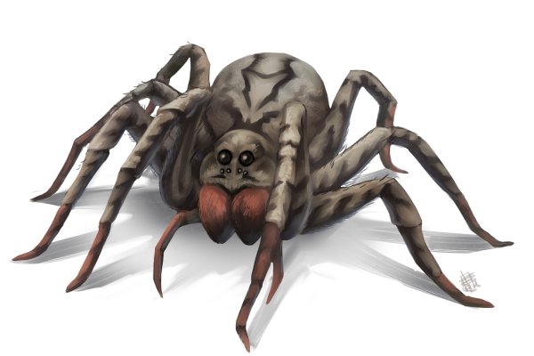 Гигантский паук ДНД