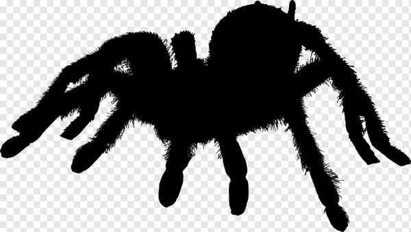 Паук Тарантул силуэт