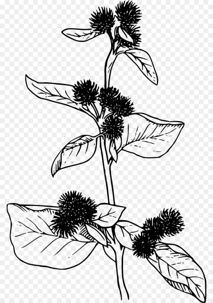 Arctium Lappa корень