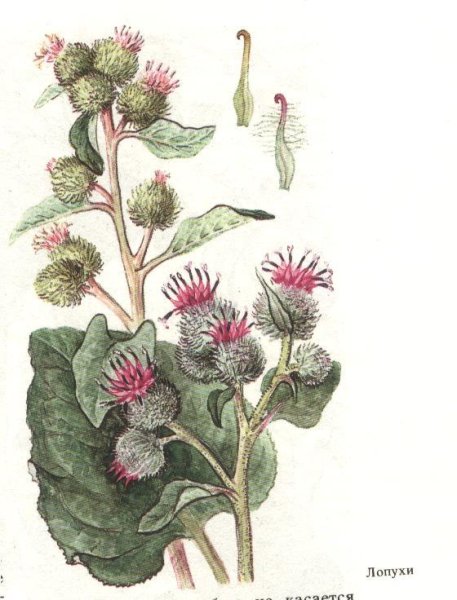 Репейник Ботаническая иллюстрация