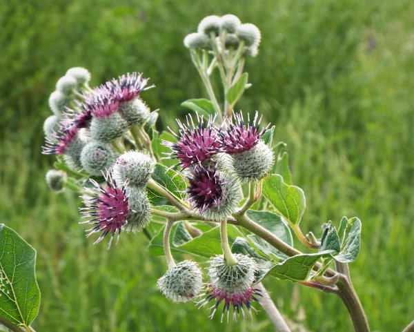 Репейник -лопух большой Фармакогнозия