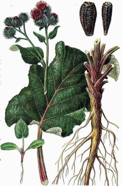 Полурозеточный побег лопуха