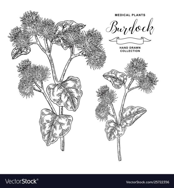 Листья лопуха