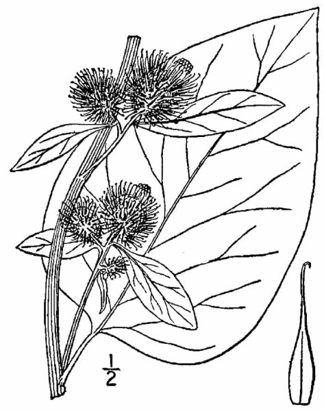 Лопух большой